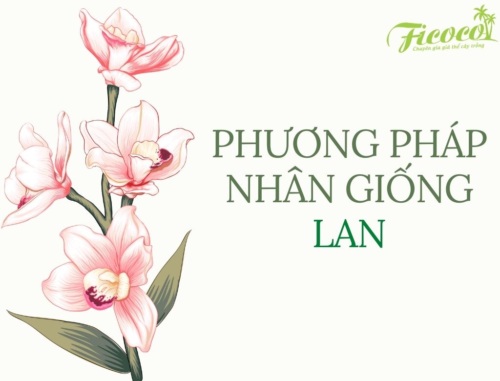 CÁC PHƯƠNG PHÁP NHÂN GIỐNG LAN