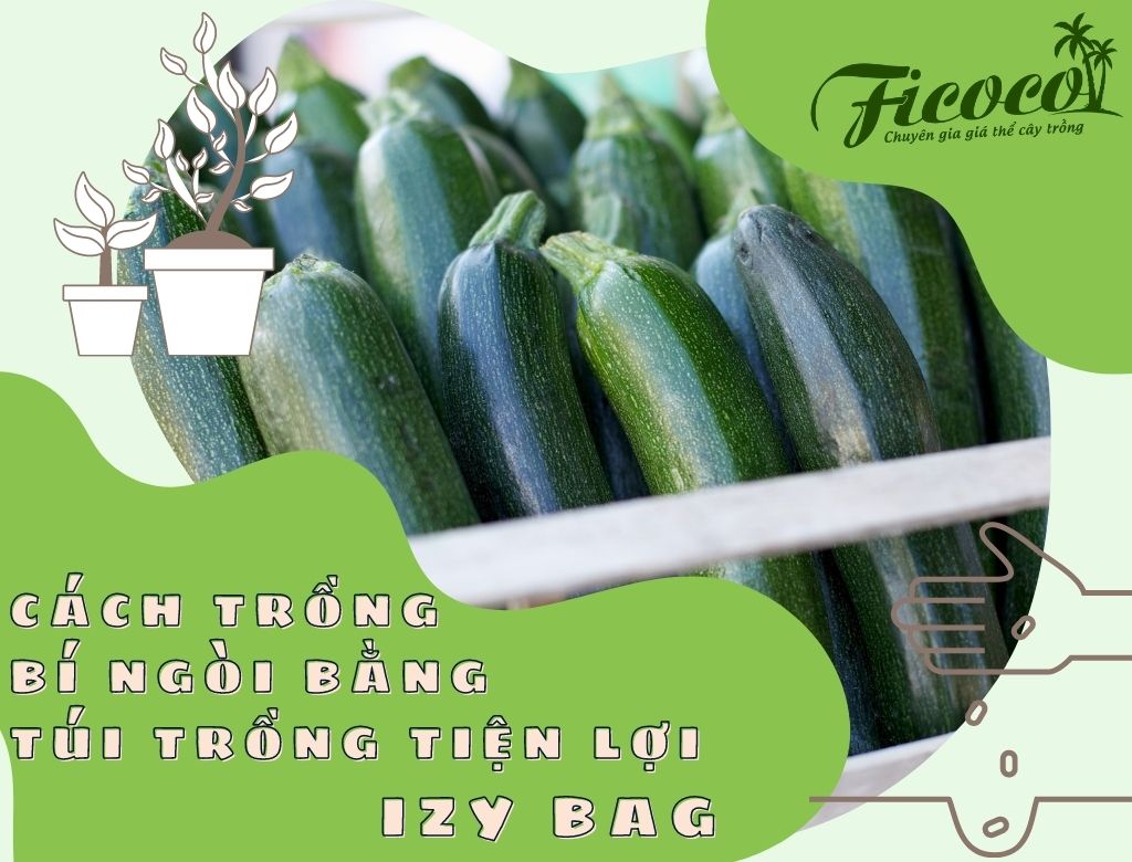 CÁCH TRỒNG BÍ NGÒI BẰNG TÚI TRỒNG TIỆN LỢI IZY BAG