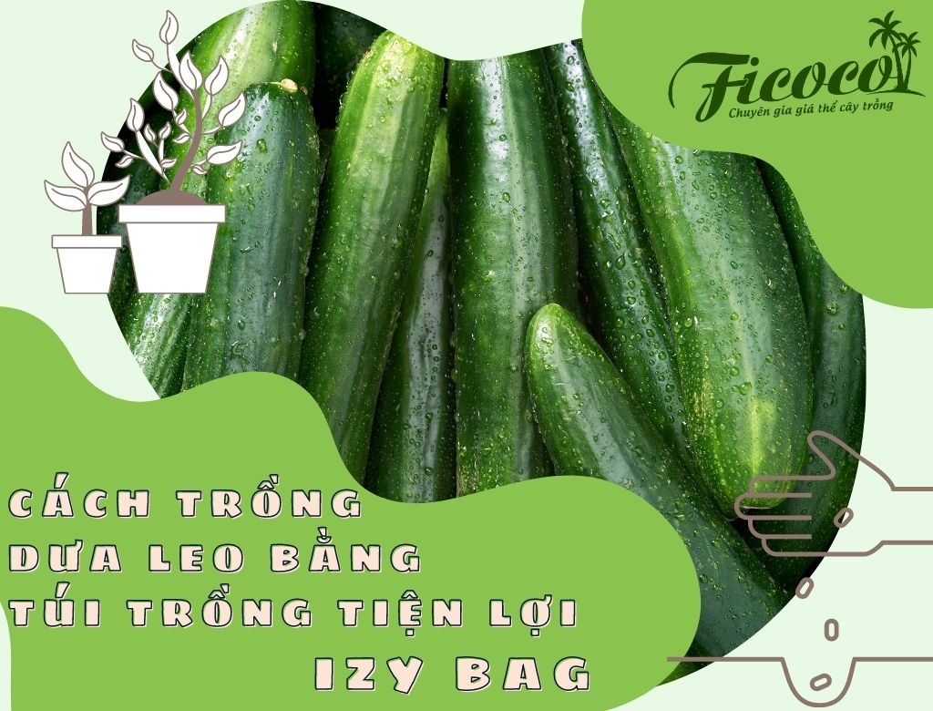 CÁCH TRỒNG DƯA LEO BẰNG TÚI TRỒNG TIỆN LỢI IZY BAG