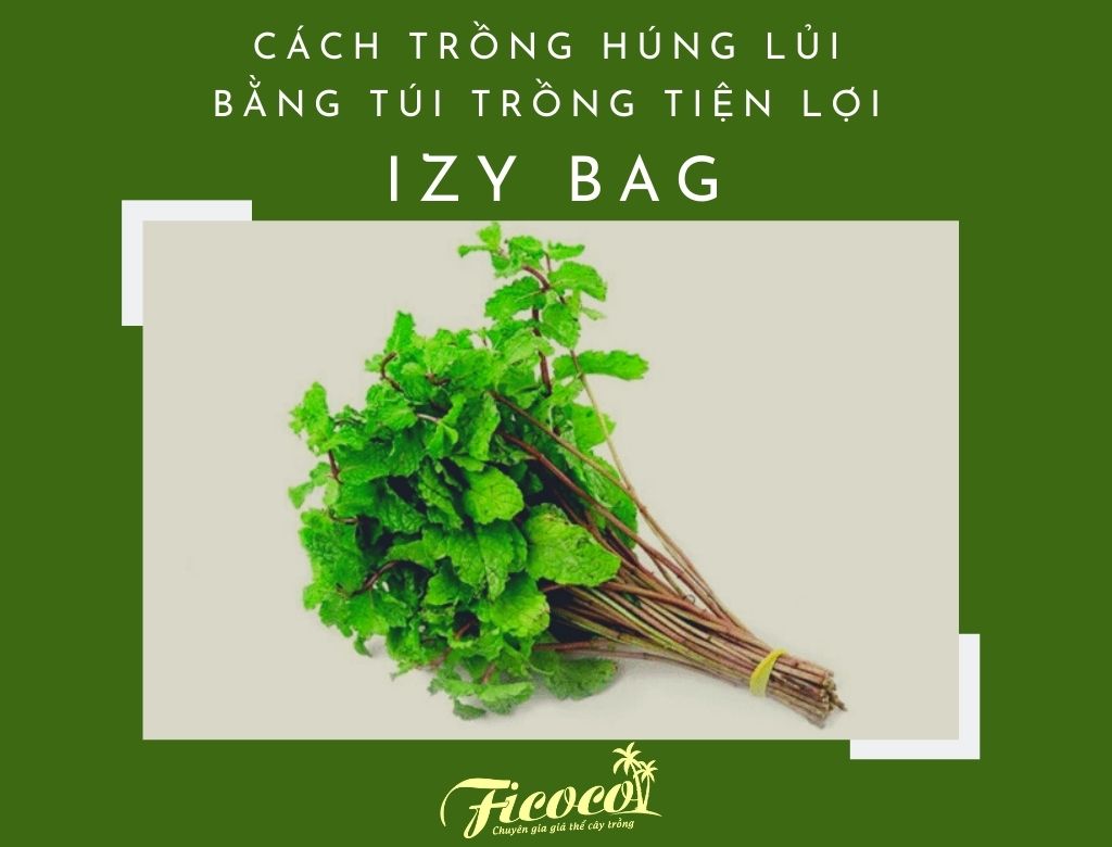 CÁCH TRỒNG HÚNG LỦI BẰNG TÚI TRỒNG TIỆN LỢI IZY BAG