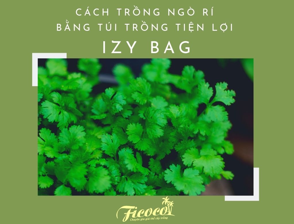 CÁCH TRỒNG NGÒ RÍ BẰNG TÚI TRỒNG TIỆN LỢI IZY BAG