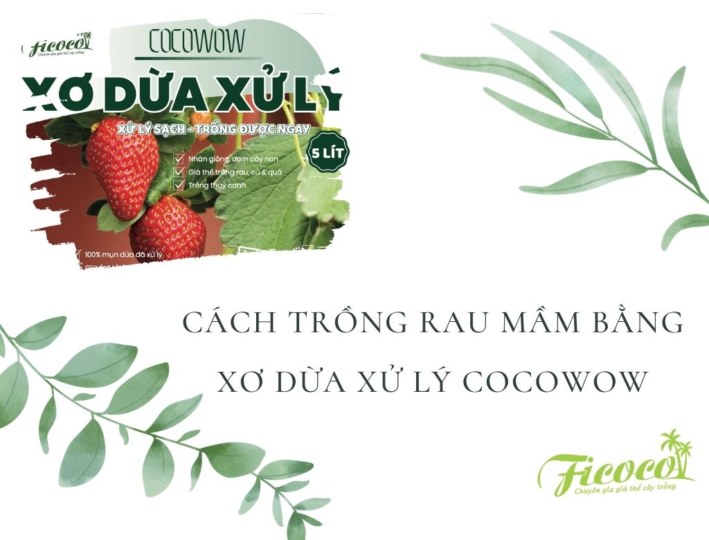 CÁCH TRỒNG RAU MẦM BẰNG XƠ DỪA XỬ LÝ COCOWOW