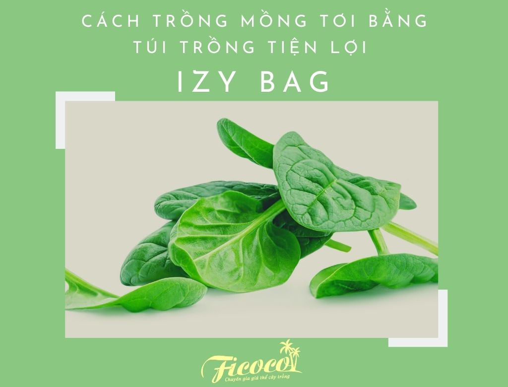 CÁCH TRỒNG RAU MỒNG TƠI BẰNG TÚI TRỒNG TIỆN LỢI IZY BAG