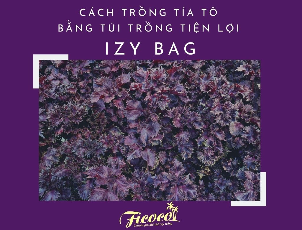 CÁCH TRỒNG TÍA TÔ BẰNG TÚI TRỒNG TIỆN LỢI IZY BAG