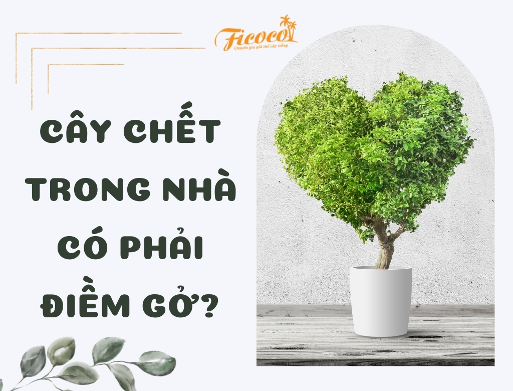 CÂY CHẾT TRONG NHÀ CÓ PHẢI LÀ ĐIỀM GỞ? 