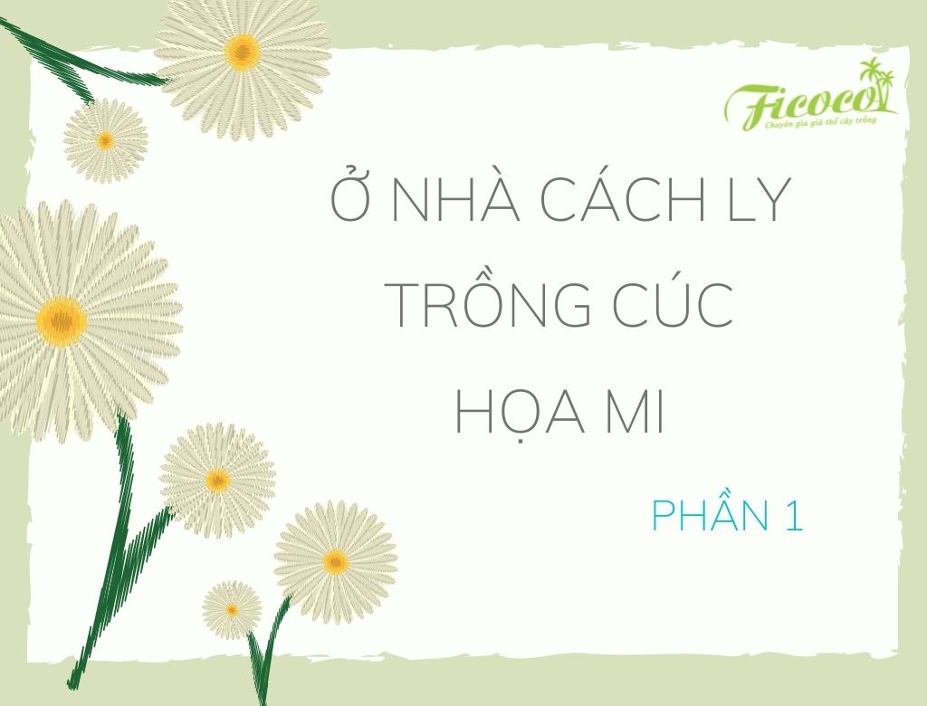 Ở NHÀ CÁCH LY – TRỒNG CÚC HỌA MI - PHẦN 1