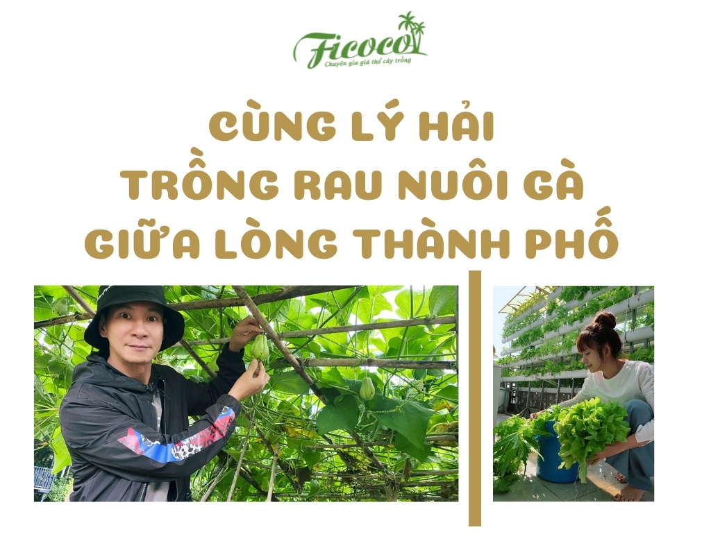 CÙNG LÝ HẢI TRỒNG RAU NUÔI GÀ GIỮA LÒNG THÀNH PHỐ