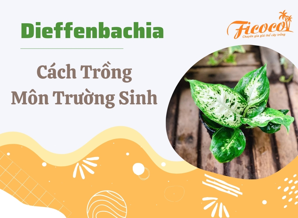 CÁCH TRỒNG MÔN TRƯỜNG SINH DIEFFENBACHIA