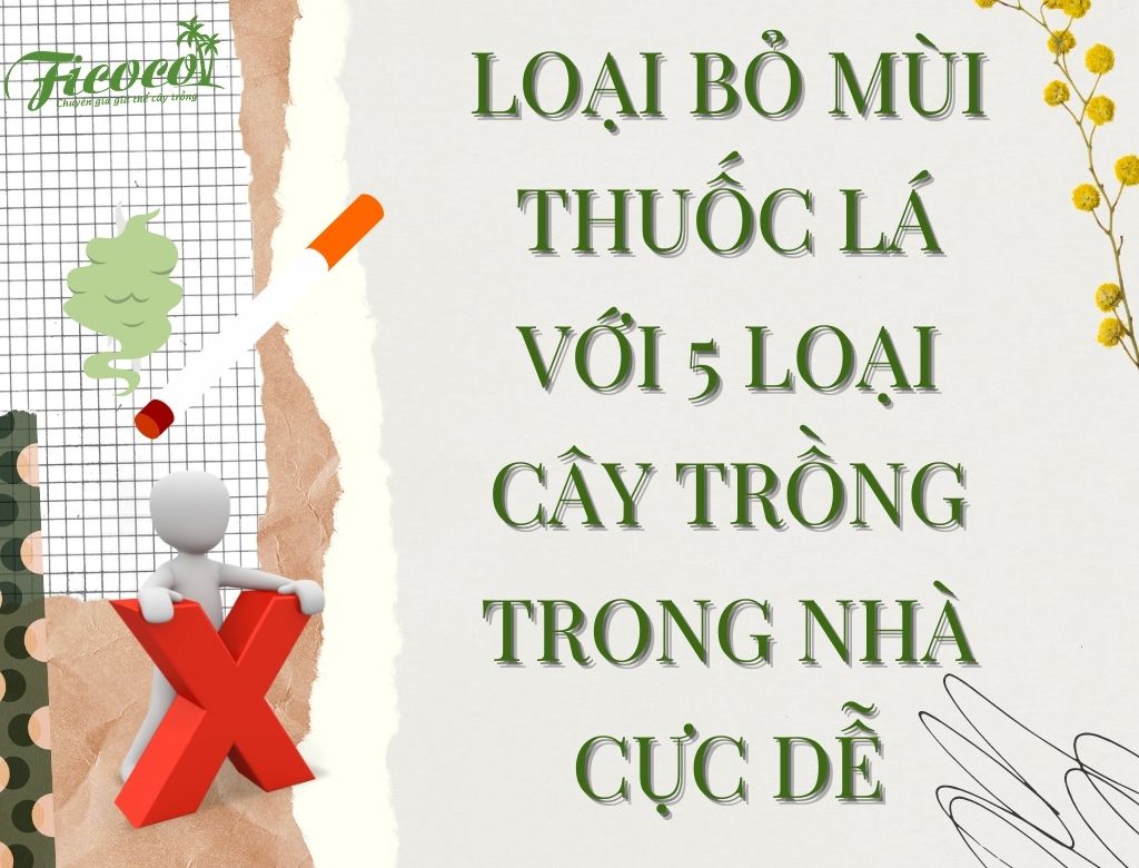 LOẠI BỎ MÙI THUỐC LÁ VỚI 5 LOẠI CÂY TRỒNG TRONG NHÀ