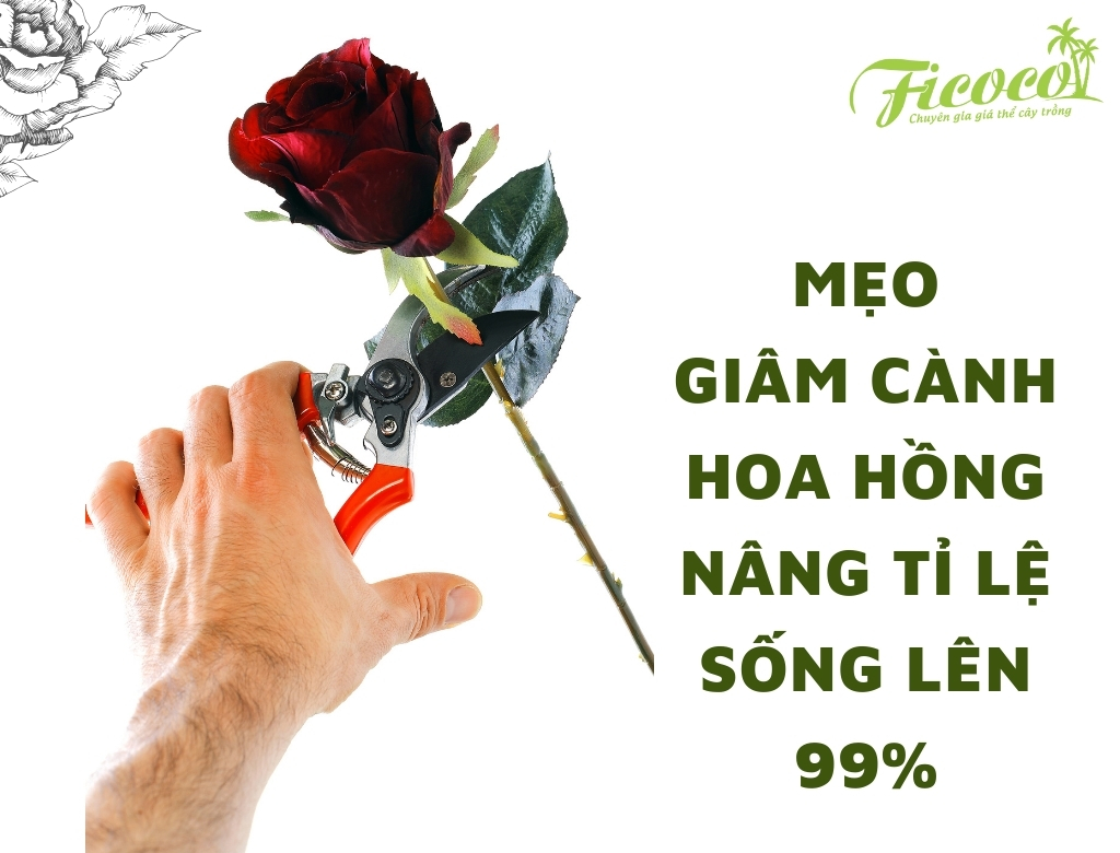 MẸO GIÂM CÀNH HOA HỒNG NÂNG TỶ LỆ SỐNG LÊN 99%