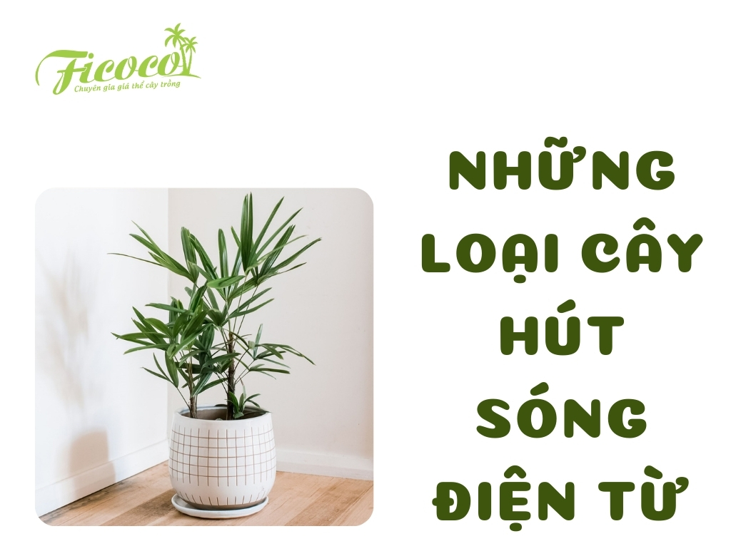 NHỮNG LOẠI CÂY HÚT SÓNG ĐIỆN TỪ