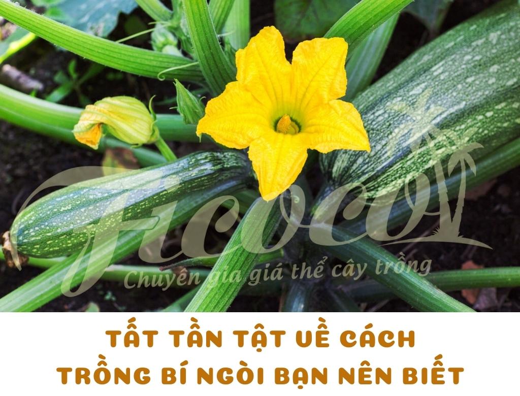 TẤT TẦN TẬT VỀ CÁCH TRỒNG BÍ NGÒI BẠN NÊN BIẾT - PHẦN 2