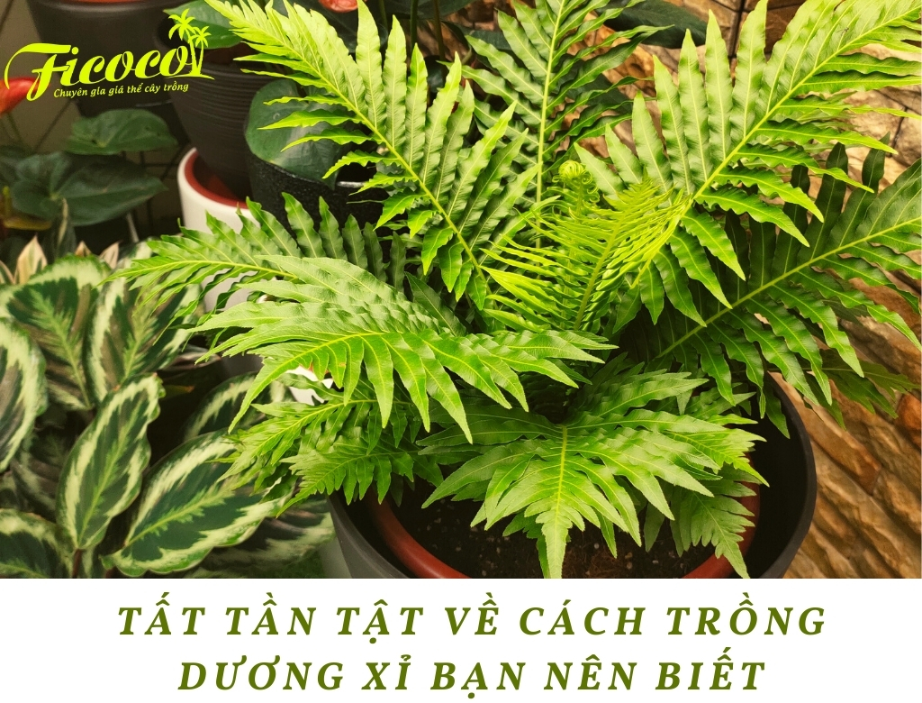 TẤT TẦN TẬT VỀ CÁCH TRỒNG DƯƠNG XỈ BẠN NÊN BIẾT