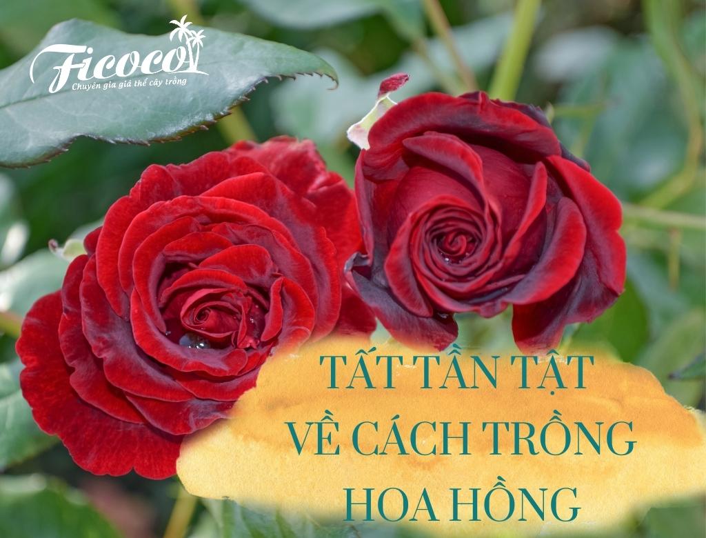 TẤT TẦN TẬT VỀ CÁCH TRỒNG HOA HỒNG BẠN NÊN BIẾT - PHẦN 2