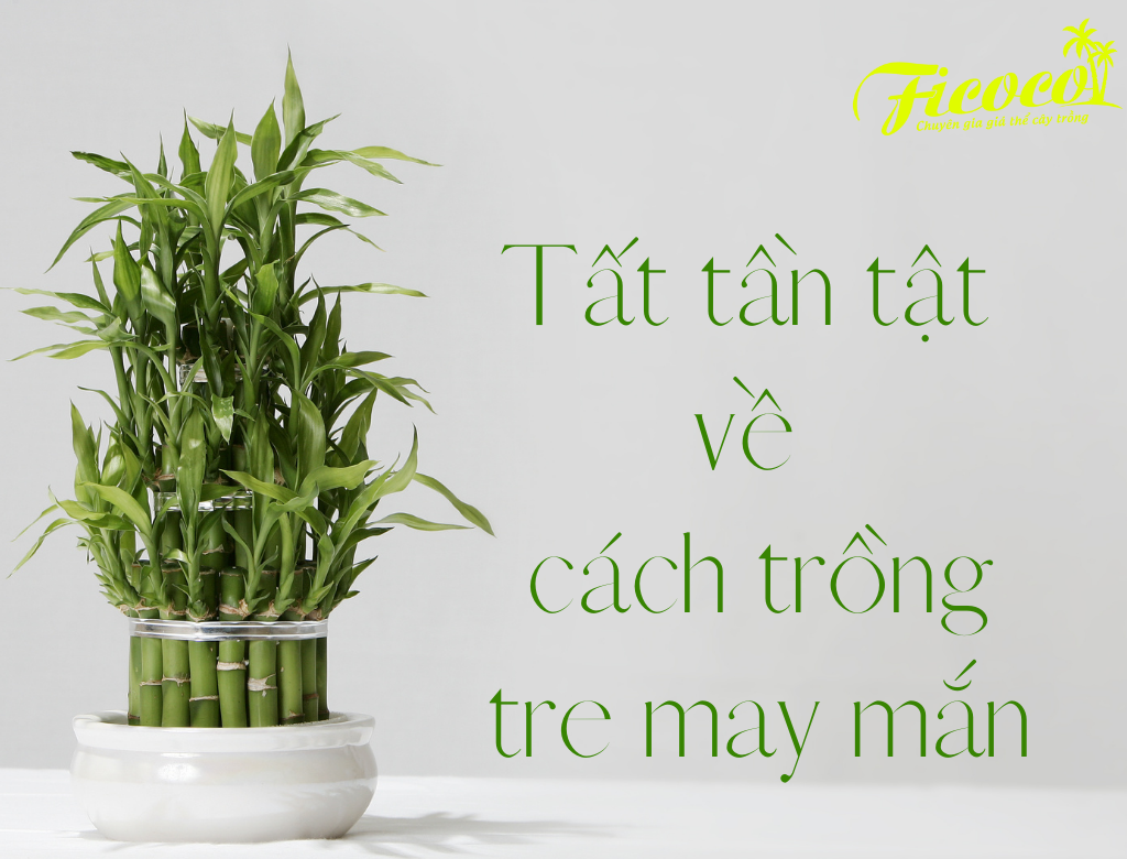 TẤT TẦN TẬT VỀ CÁCH TRỒNG TRE MAY MẮN BẠN NÊN BIẾT - PHẦN 1