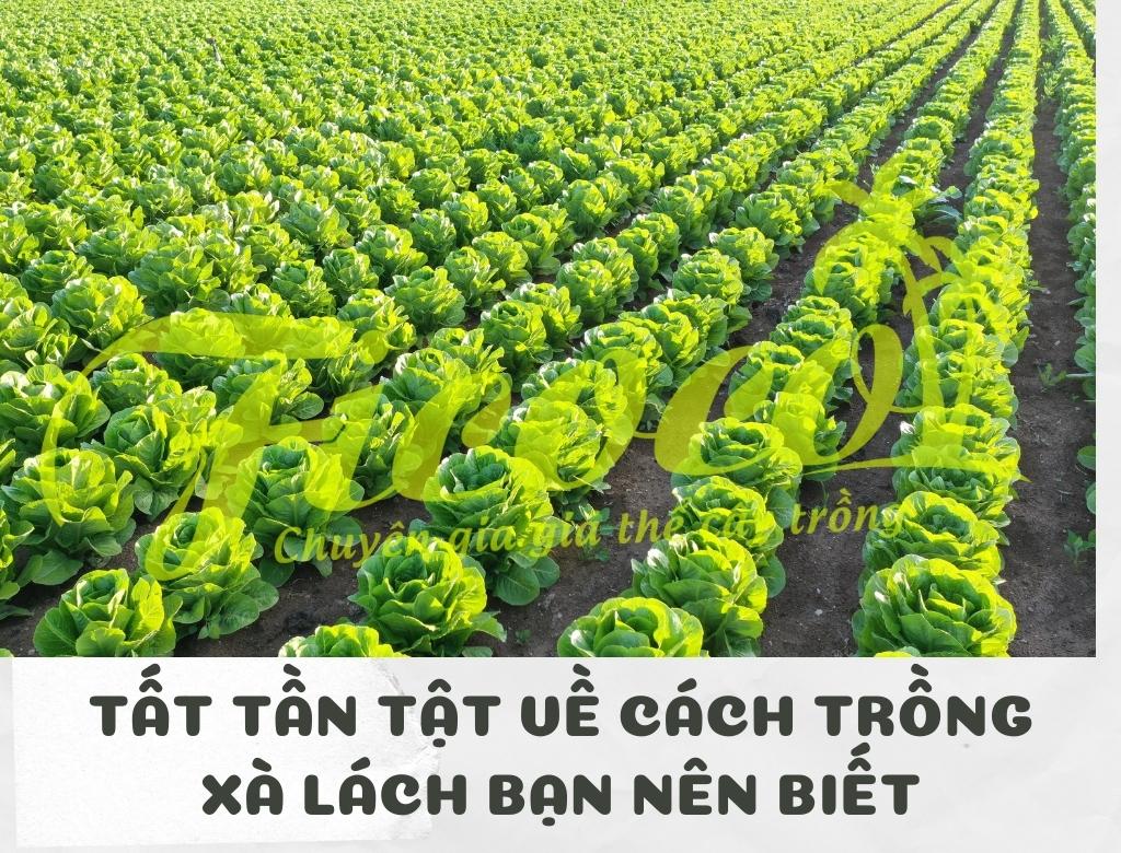 TẤT TẦN TẬT VỀ CÁCH TRỒNG XÀ LÁCH BẠN NÊN BIẾT - PHẦN 1