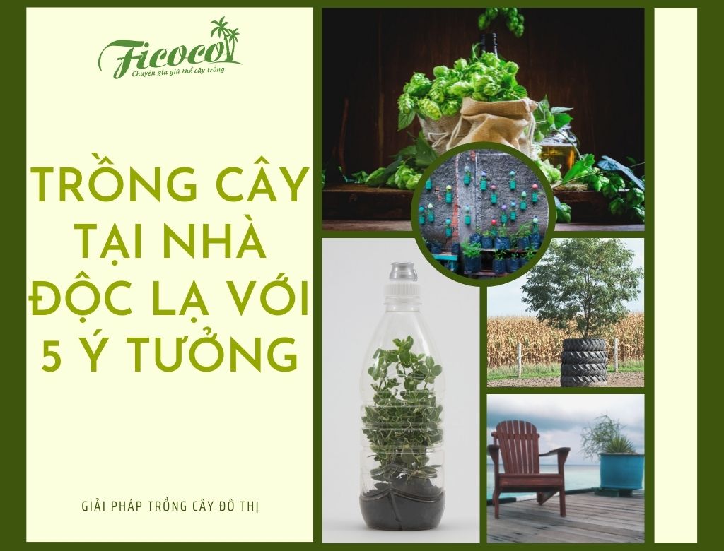TRỒNG CÂY TẠI NHÀ SIÊU ĐỘC LẠ VỚI 5 Ý TƯỞNG