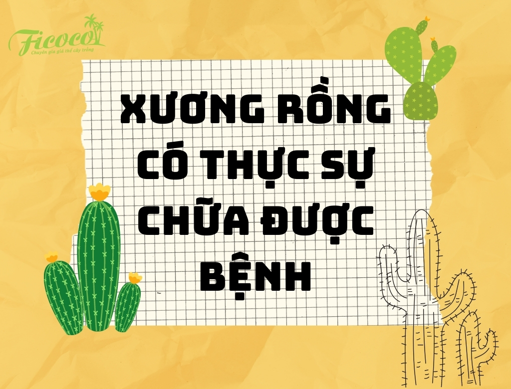 CÂY XƯƠNG RỒNG CÓ THỰC SỰ CHỮA ĐƯỢC BỆNH – PHẦN 1