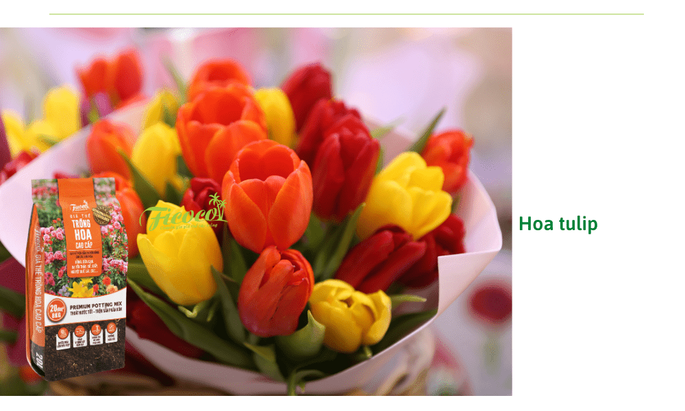 hoa-tulip