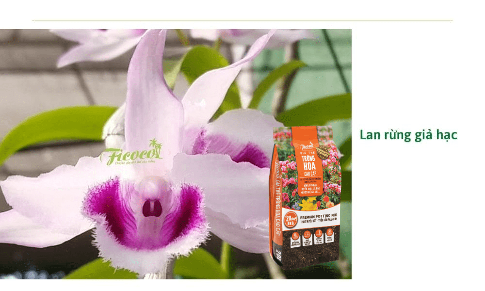 lan-rung-gia-hac