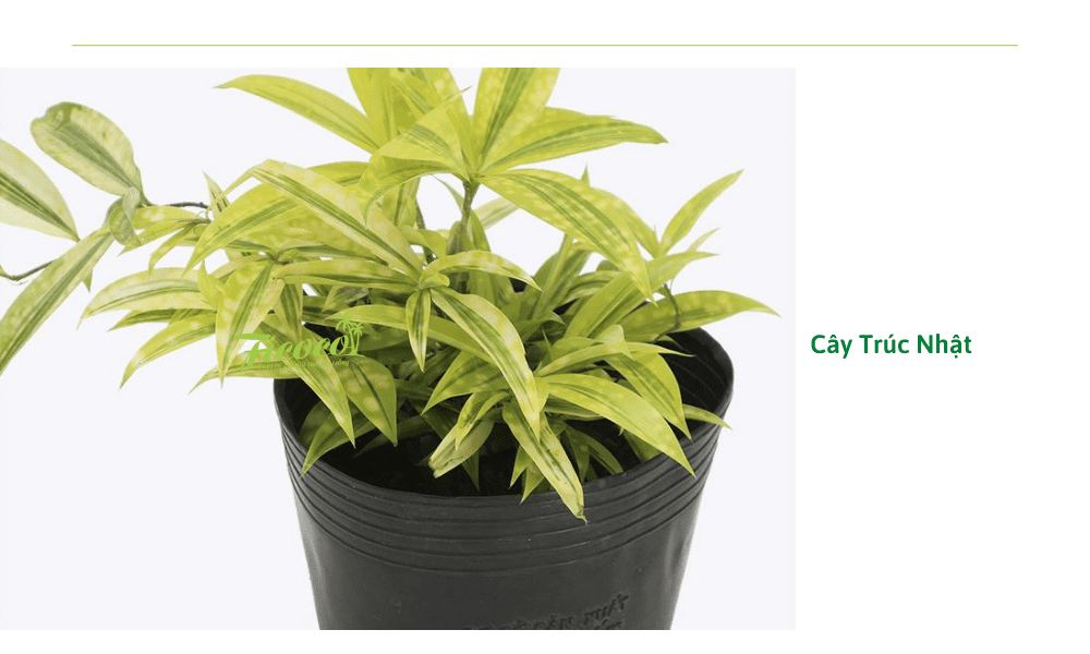cay-truc-nhat