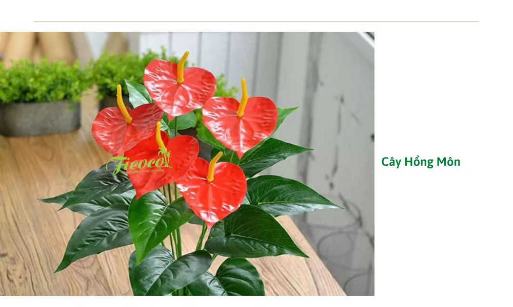 cay-hong-mon