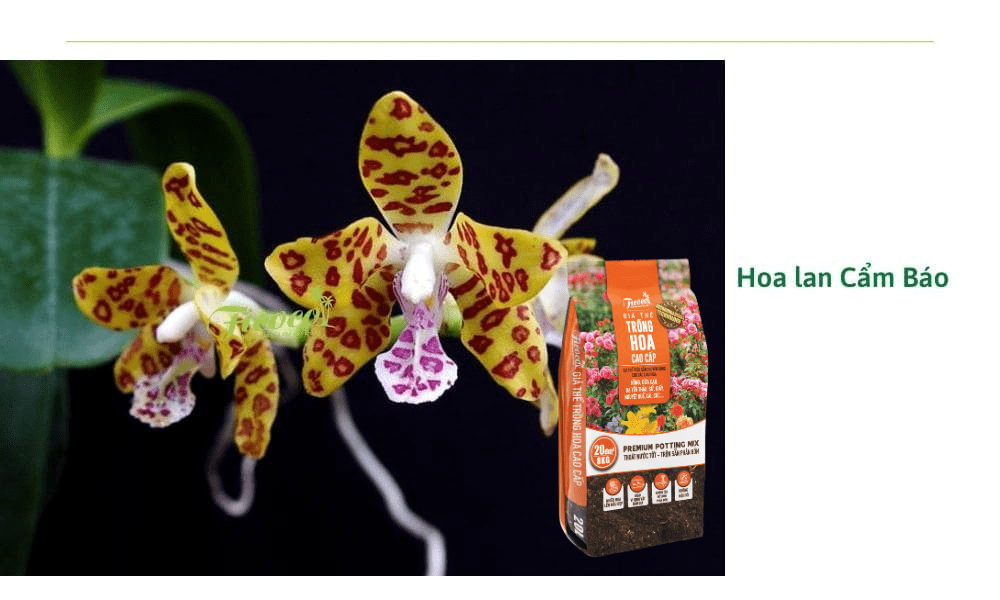 hoa-lan-cam-bao