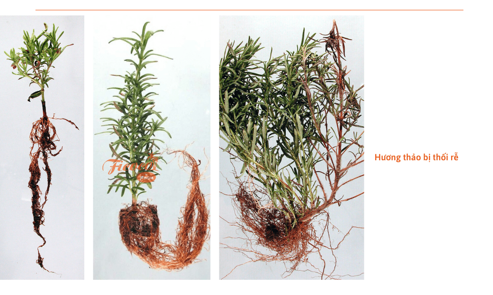huong-thao-bi-thoi-re