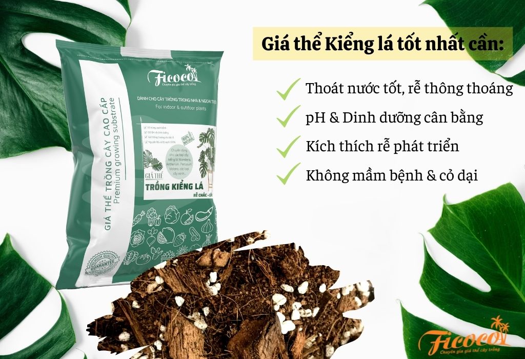 gia-the-kieng-la-tot-nhat