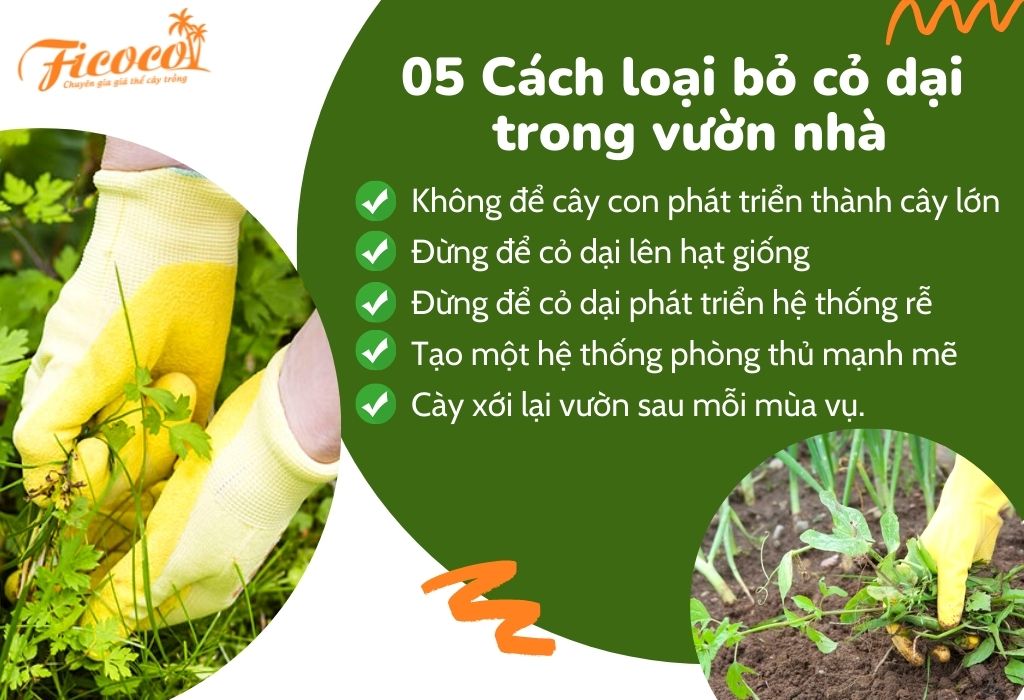 05-cach-loai-bo-co-dai