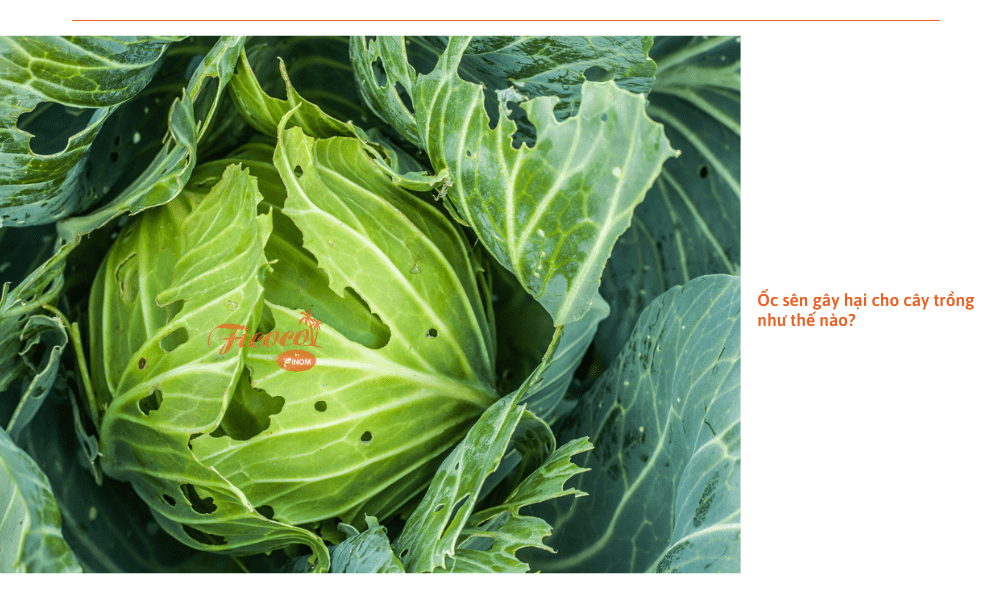 cach-diet-oc-sen
