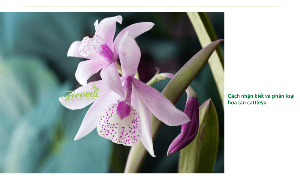 hoa-lan-cattleya