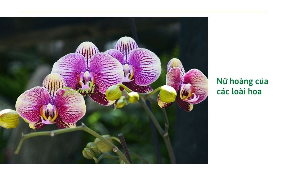 Top các loại hoa lan đẹp nhất, dễ trồng nhất tại Việt Nam Top Các Loại Hoa Lan Đẹp Nhất, Dễ Trồng Nhất Tại Việt Nam