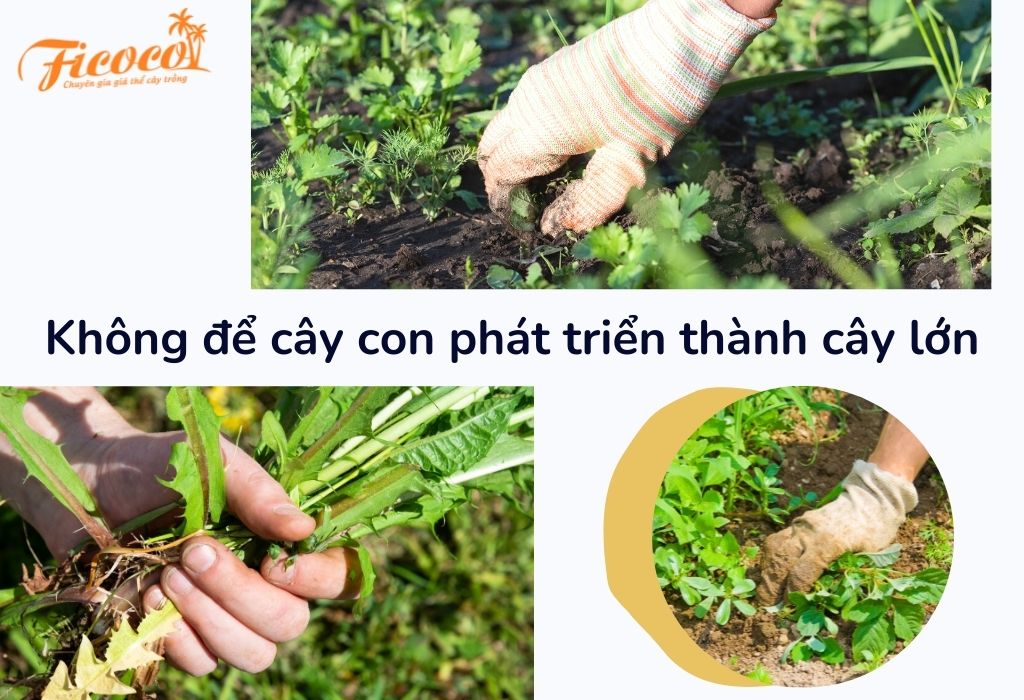 cach-loai-bo-co-dai