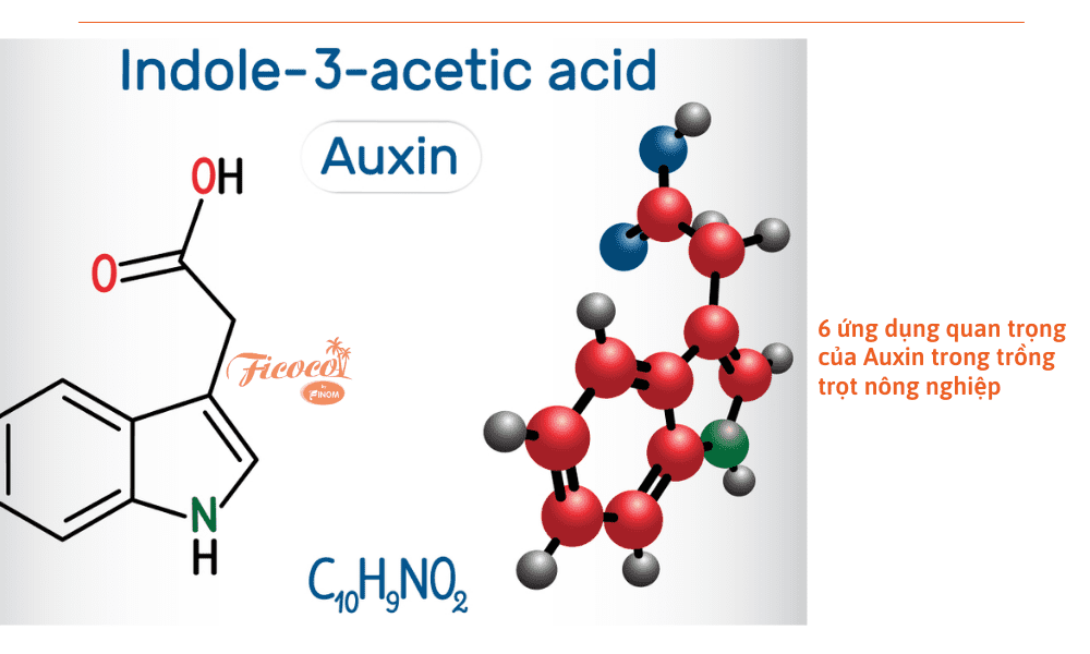 auxin-la-gi
