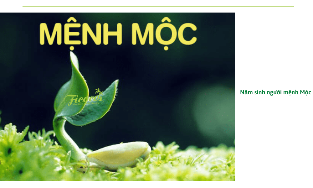 nam-sinh-tinh-cach-nguoi-menh-moc