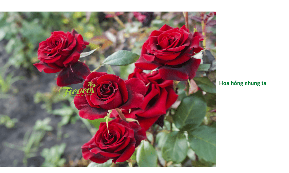 Các giống hoa hồng trồng trong vườn phổ biến tại Việt Nam Các Giống Hoa Hồng Trồng Trong Vườn Phổ Biến Tại Việt Nam