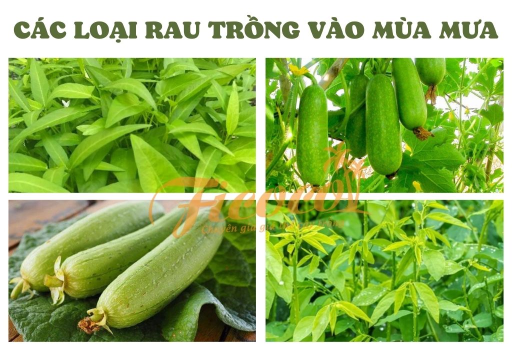 cac-loai-rau-trong-vao-mua-mua