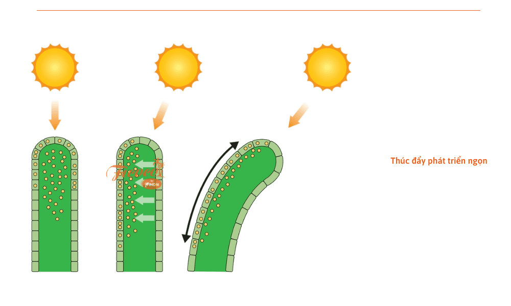 auxin-la-gi