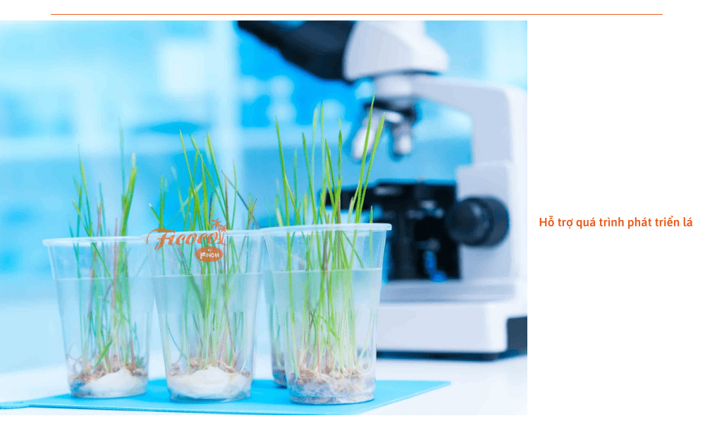 auxin-la-gi