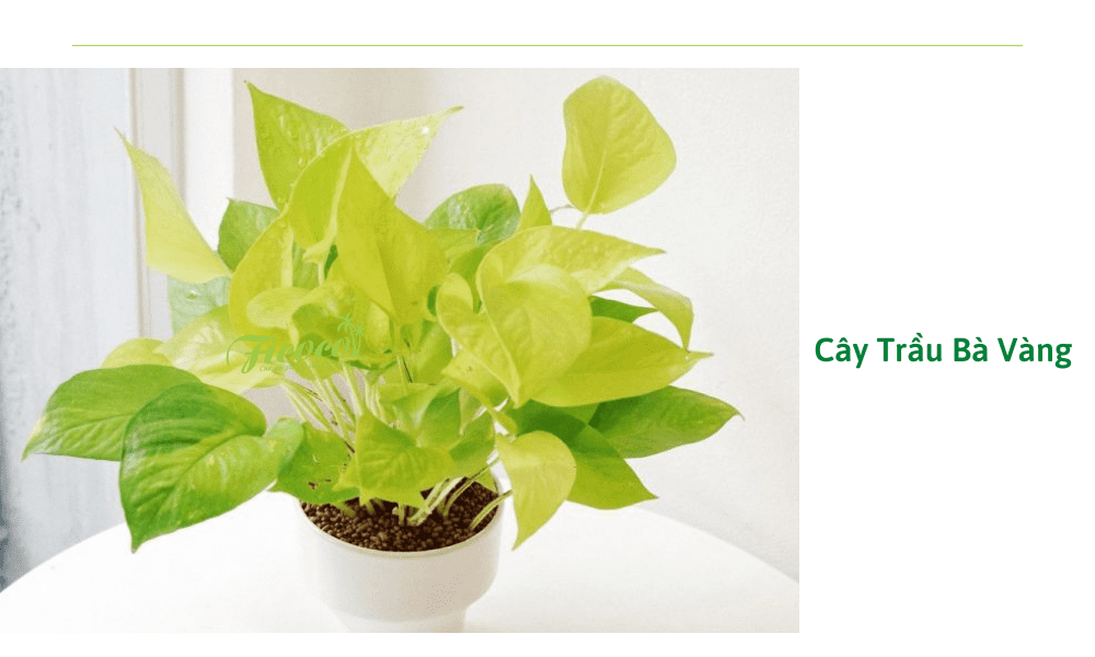 cay-trau-ba-vang