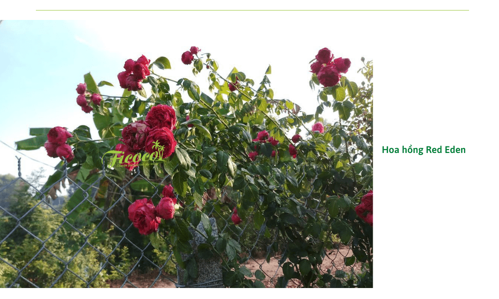hoa-hong-leo-red-eden