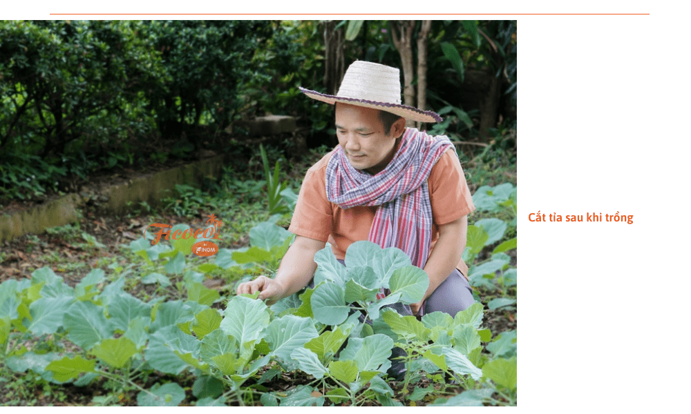 cach-trong-cai-kale