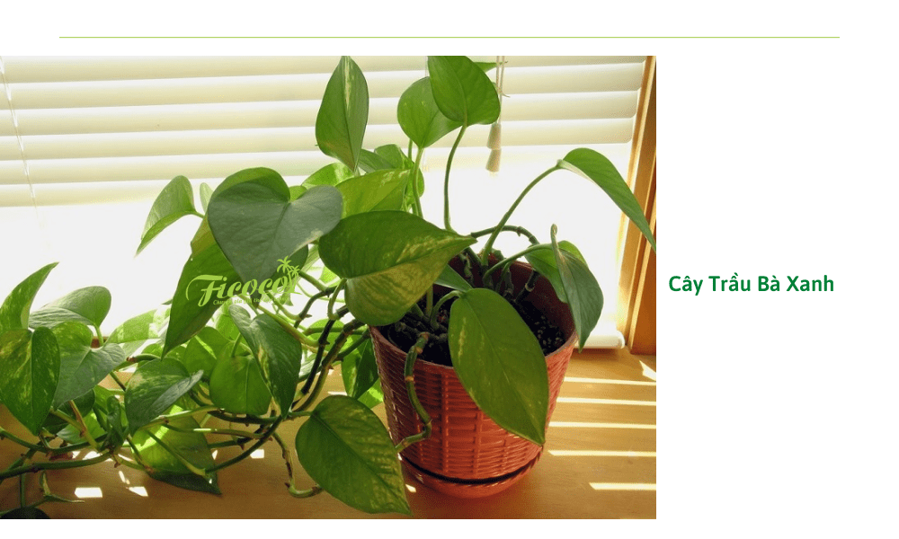 cay-trau-ba-xanh