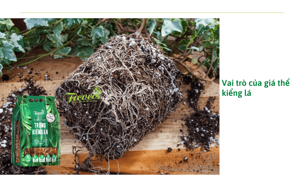 vai-tro-cua-gia-the-trong-kieng-la