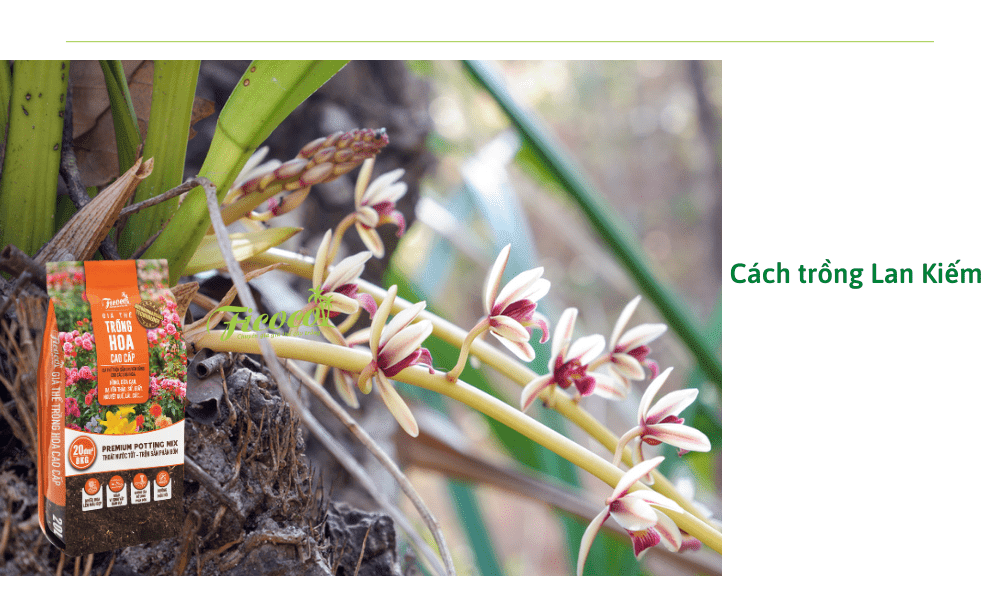 cach-trong-lan-kiem