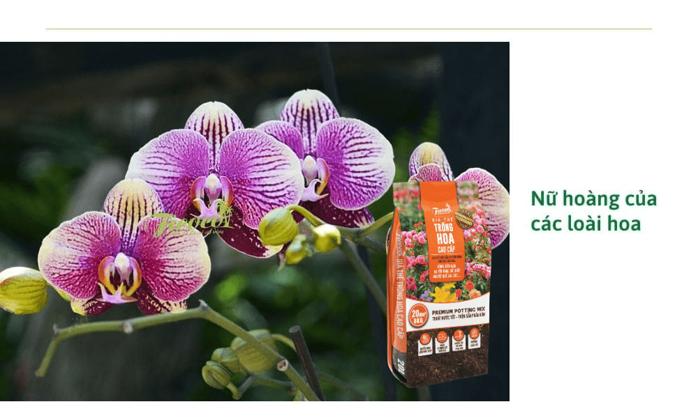 Top các loại hoa lan đẹp nhất, dễ trồng nhất tại Việt Nam