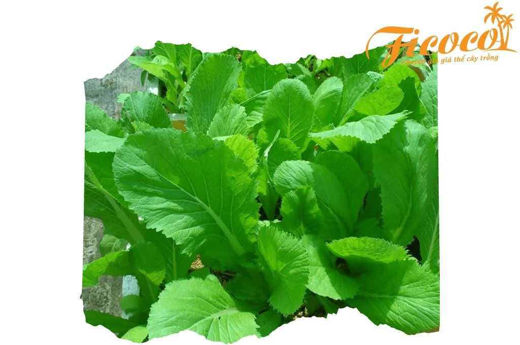 CÁC LOẠI RAU CẢI VÀ LƯU Ý KHI TRỒNG TẠI NHÀ