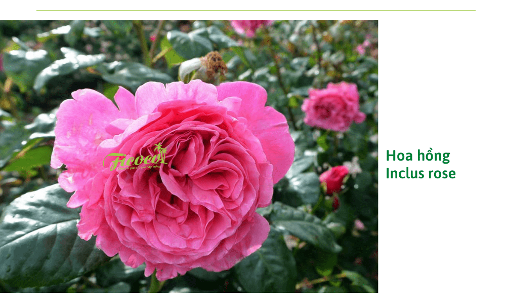 hoa-hong-inclus-rose