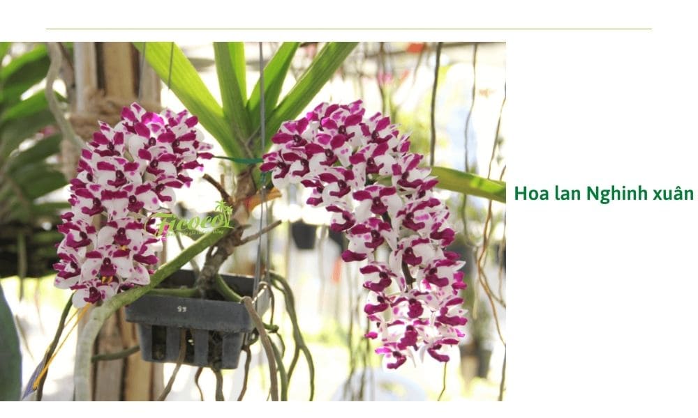 Top các loại hoa lan đẹp nhất, dễ trồng nhất tại Việt Nam Top Các Loại Hoa Lan Đẹp Nhất, Dễ Trồng Nhất Tại Việt Nam